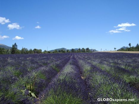 Postcard Fields of lavender