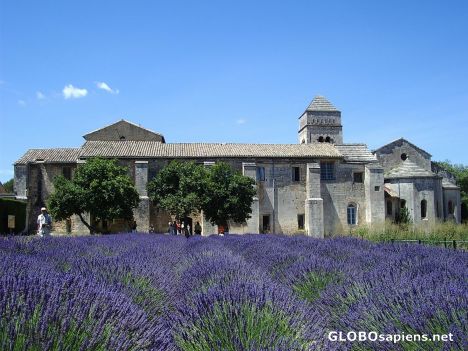 Postcard The lavender abbey