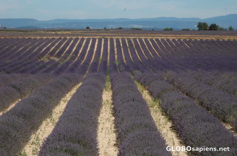 Postcard lavender fields near valensole