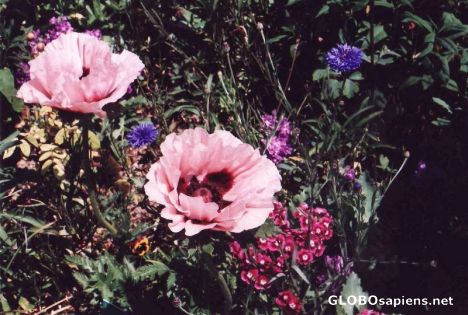 Postcard In Monet's garden -