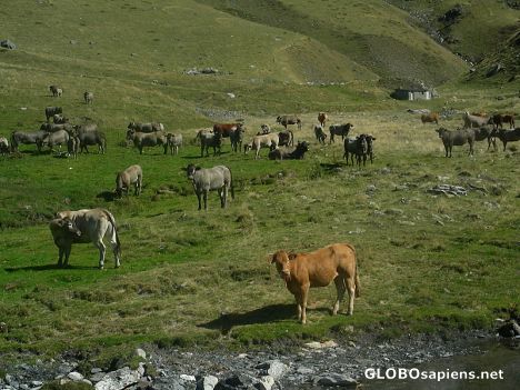 Postcard Cows of the Pyrenees 01