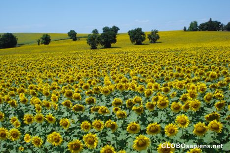 Sunflowers, as far as one can see