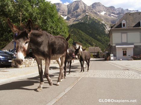 Postcard city-center-donkey-traffic