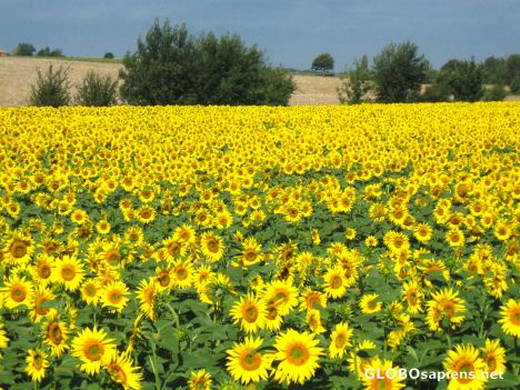 Postcard endless fields of sunflowers