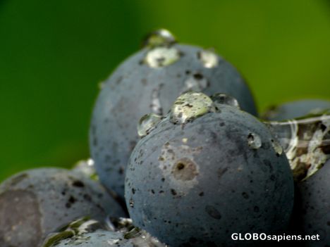 Postcard ripe grape and dew in Beaujolais