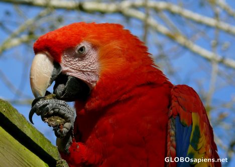 Postcard scarlet macaw