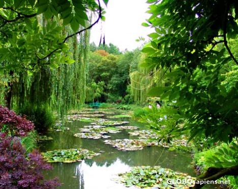 Postcard Monet's Water Lily Pool