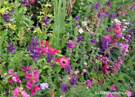 Postcard Monet's colourful flower beds