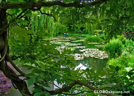 Postcard Lily Pond through the Trees