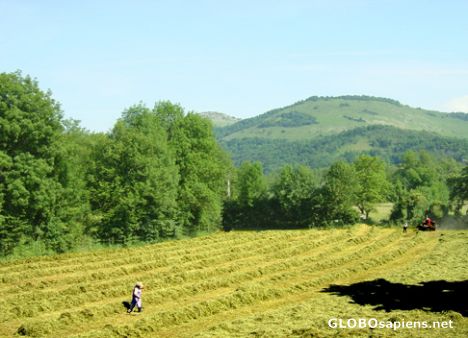 Postcard Haymaking in Midi-Pyrenees, France