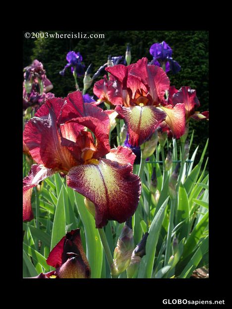 Postcard Irises from Parc de Bagatelle, Paris