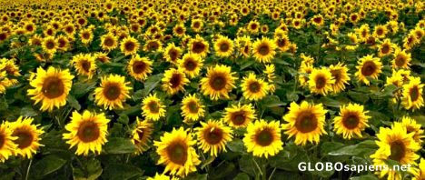 Postcard Sunflowers