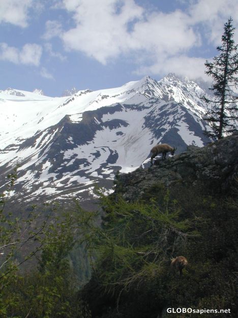 Mountain Goat - French Alps
