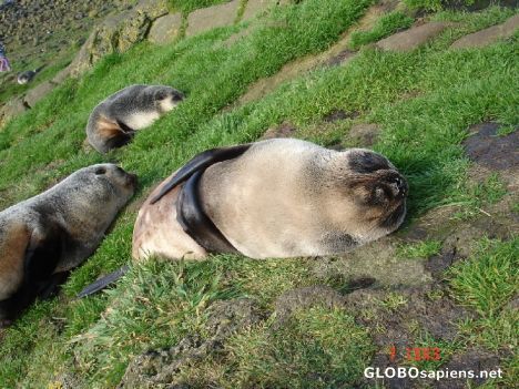 Crozet French Southern and Antarctic Land - Seals, with their stomach full,  sleep siesta - GLOBOsapiens