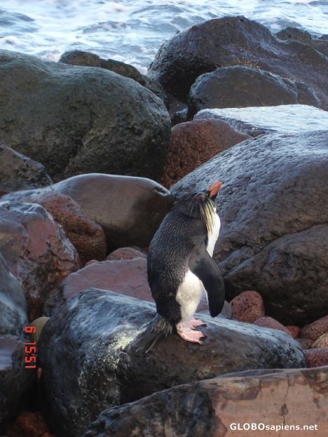 Postcard Macaroni penguin looking back