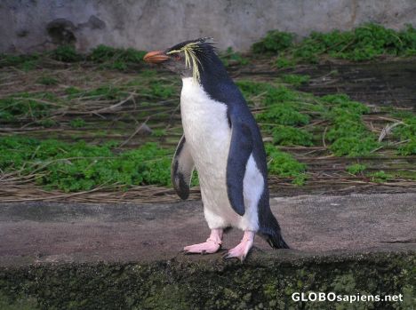 Postcard Macaroni penguin pondering his way