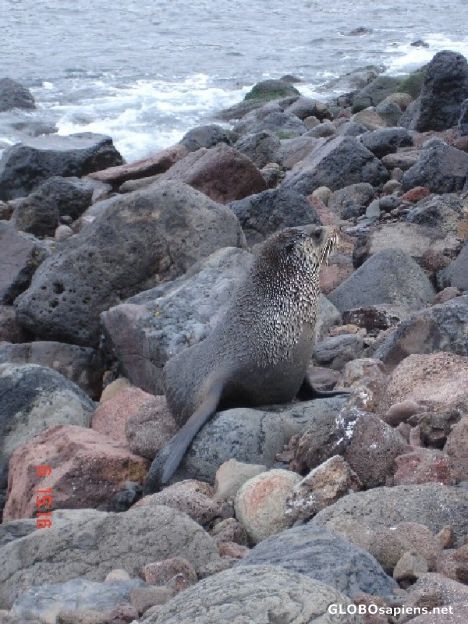 Postcard Camouflaged seal