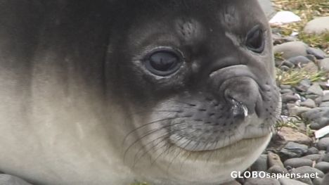 Postcard Seal smile