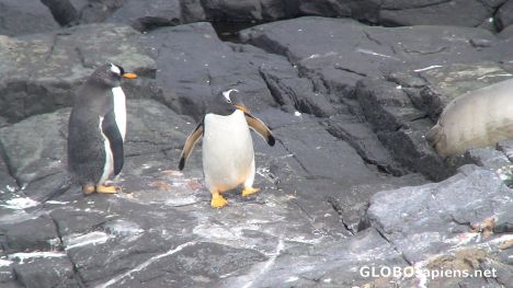 Postcard Gentoo penguins