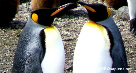Postcard King penguins