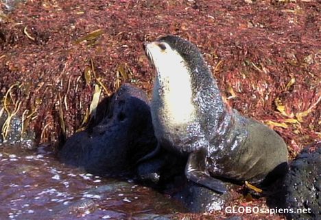 Postcard Fur seal