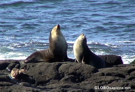 Postcard The fur seals' talk