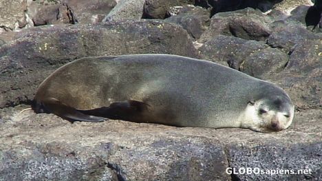Postcard Sleeping fur seal