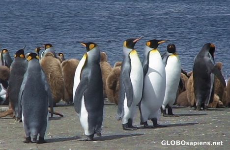 Postcard King penguins