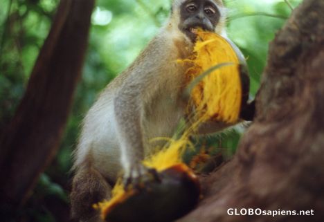 Postcard Monkey in Bijilo Beach Forest Reserve