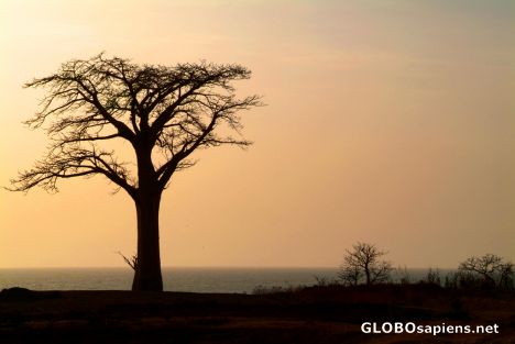 Postcard Kololi - Baobab tree near the beach