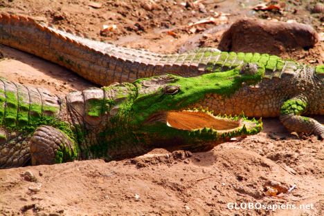 Postcard Bakau - sacred crocodile pool