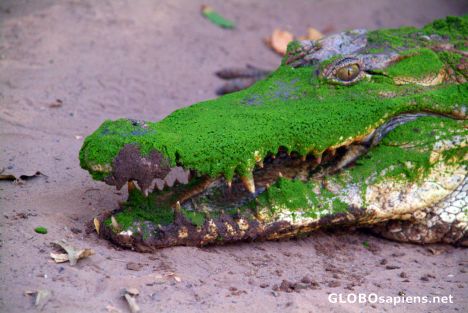 Postcard Bakau - sacred croc with green plants on its head