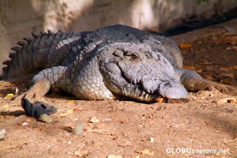 Postcard Bakau - the largest of the sacred crocs