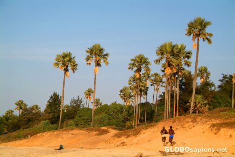 Postcard Kotu (GM) - Palmtrees