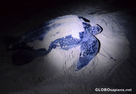 Postcard Pointe Denis (GA) - giant sea turtle