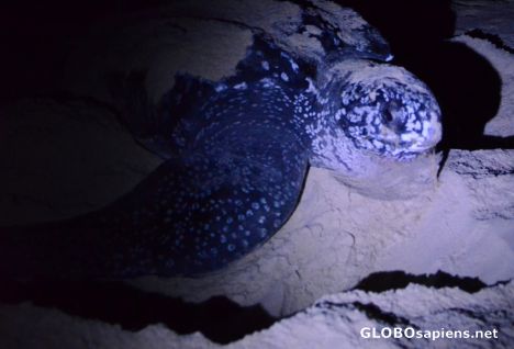 Postcard Pointe Denis (GA) - the leatherback turtle