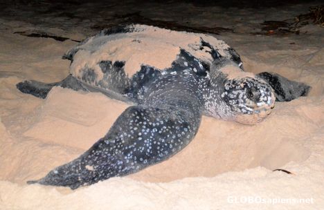 Postcard Pointe Denis (GA) - the mother turtle