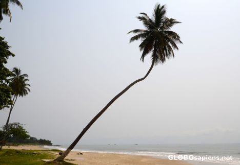 Postcard Libreville (GA) - a leaning palmtree
