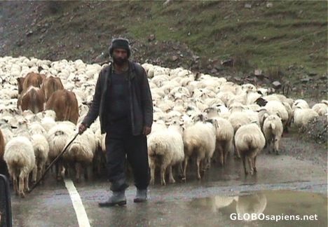 Postcard Herd of sheeps...