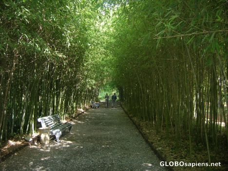 Republic of Abkhazia. Bamboo corridor