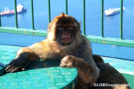 Postcard Gibraltar - Monkey says: G&T for me, please!