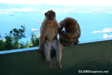 Postcard Gibraltar - Monkey says: don't eat all my fleas