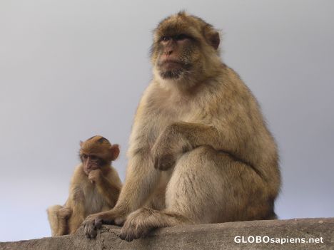 Postcard Macaques in Gibraltar