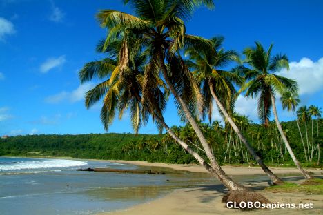 Postcard La Sagesse Beach (GD) - leaning palmtrees