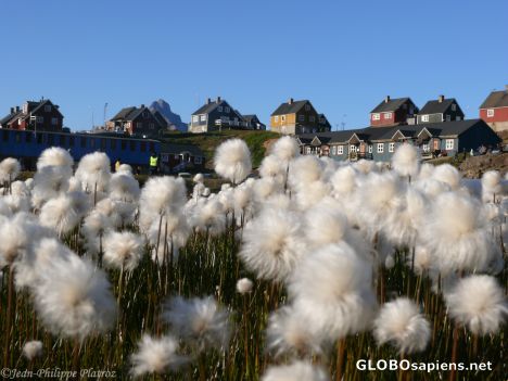Postcard cottongrass on the football pich