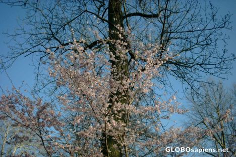 Postcard Blooming tree