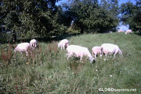 Postcard sheeps