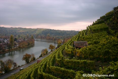 Postcard vineyards near Cannstadt