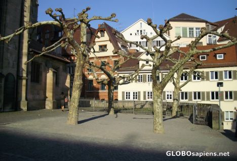 Postcard Trees behind the Stiftschurch in Tübingen
