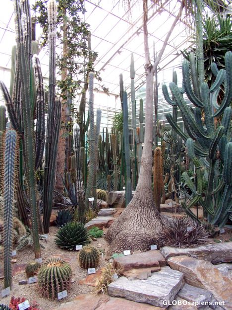 Postcard Cacti section of the Glasshouses